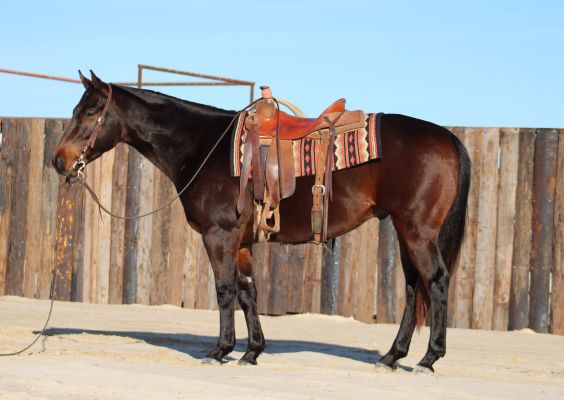 Ranch Horse, Cow Horse, Head Horse, Rodeo Horse, Rope Horse Futurity 