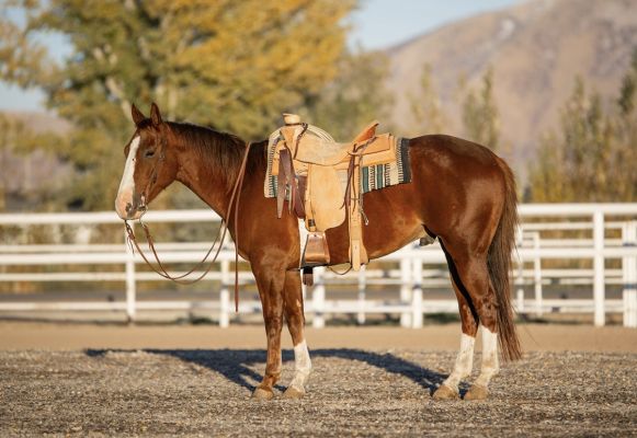 Ranch horse